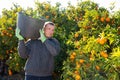 Farmer picking ripe mandarins