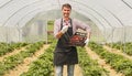 Cheerful gardener harvesting strawberries in green house