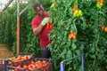 Positive african american man harvesting ripe red tomatoes