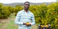 Afro male farmer picking mandarins