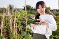 Girl harvesting ripe Chinese cucumbers