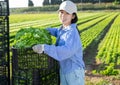 Positive asian girl stacking crates full of green lettuce