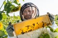 positive beekeeper looking at honeycomb frame