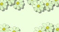 Positive and cheerful illustration of flowers. Banner full of life. White daisies. Refreshing card