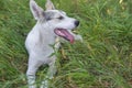 Mixed breed young, white dog lying in summer wild grass Royalty Free Stock Photo