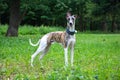 conformation dog of the whippet breed Royalty Free Stock Photo