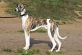 Conformation dog of the whippet breed Royalty Free Stock Photo