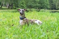 Dog in a park on nature in a summer sunny day. lying on the grass in the meadow. conformation dog of the whippet breed Royalty Free Stock Photo