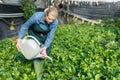 Female horticulturist in apron pouring malabar spinach with watering pot in hothouse
