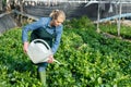 Female horticulturist in apron pouring malabar spinach with watering pot in hothouse