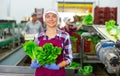 Positive female vegetable factory worker demonstrating lettuce while sorting