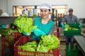 Female vegetable factory worker demonstrating ripe lettuce while sorting