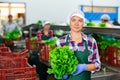 Positive female vegetable factory worker demonstrating lettuce while sorting