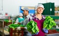 Positive female vegetable factory worker demonstrating lettuce while sorting