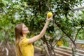 Positive girl picking lemons from the garden