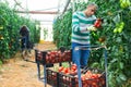 Positive indian man harvesting red tomatoes in a greenhouse