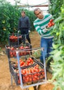 Positive indian man harvesting red tomatoes in a greenhouse