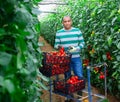 Positive indian man harvesting red tomatoes in a greenhouse