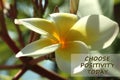Positive inspirational quote- choose positivity today. With beautiful white Bali frangipani flower blossom on tree.