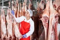 Female butcher checking raw lamb carcasses hanging in chilling room
