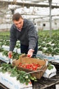 Positive male farmer with strawberries