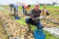 Positive man farmer harvesting onion on field