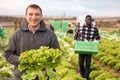 Positive men gardeners picking harvest of lettuce to crates Royalty Free Stock Photo