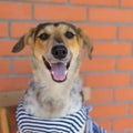 Cross breed of hunting dog wearing striped vest resting in an old chair against brick wall Royalty Free Stock Photo