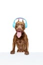 Positive, purebred American pitbull terrier sitting in headphones against white studio background. Music vibes