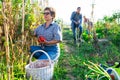 Positive retired woman picking tomatoes in homestead