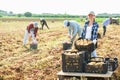 Positive woman agriculturist harvesting potatoes on field
