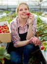 Woman tasting strawberry in greenhouse Royalty Free Stock Photo