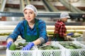 Positive workwoman checking selected Hass avocados in boxes Royalty Free Stock Photo