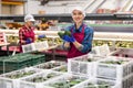 Positive workwoman checking selected Hass avocados in boxes Royalty Free Stock Photo
