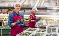 Positive workwoman checking selected Hass avocados in boxes Royalty Free Stock Photo