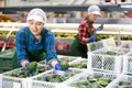 Positive workwoman checking selected Hass avocados in boxes Royalty Free Stock Photo