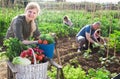 Woman posing in garden with harvested vegetables Royalty Free Stock Photo