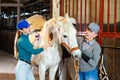 Women workers brushing white racehorse after riding in stable