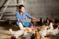 Female farmer feeding chickens Royalty Free Stock Photo