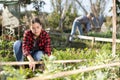 Positive young woman weeding vegetable beds with chopper while working in garden during daytime in April Royalty Free Stock Photo