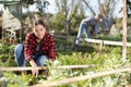 Positive young woman weeding vegetable beds with chopper while working in garden during daytime in April