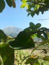 Posong, Indonesia. May 31, 2015. Beautiful morning with mountain ,and tree view.