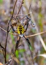 Black and yellow Spider in the field