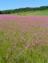 Pink wildflower field in Fingerlakes in NYS