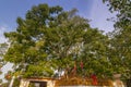 Possibly oldest recorded tree in world. At sacred bodhi tree temple, Anuradhapura, Sri Lanka, Asia Royalty Free Stock Photo