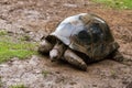 Possibly a Seychelles Giant Tortoise Royalty Free Stock Photo
