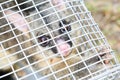 Possum Caught In a Trap Royalty Free Stock Photo