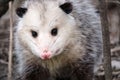 Possum