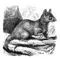 Possum Didelphys cinerea / Illustration from Brockhaus Konversations-Lexikon 1908 Royalty Free Stock Photo