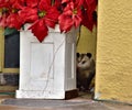 Possum hiding by the front door flower bed